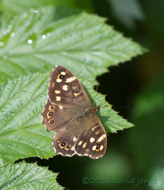 Speckled Wood butterfly, 21 June 2013