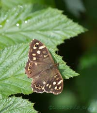 Speckled Wood butterfly, 21 June 2013