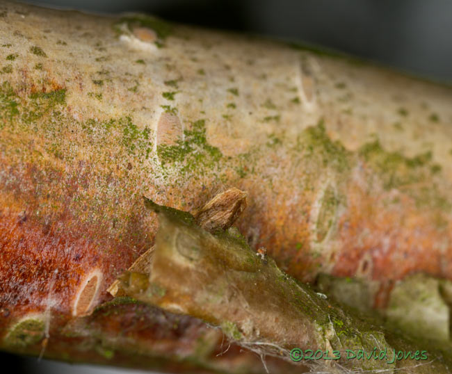 Unidentified larva/pupa under branch of Himalayan Birch, 23 June 2013