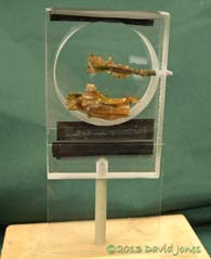 Bark with larva mounted in container, 23 June 2013