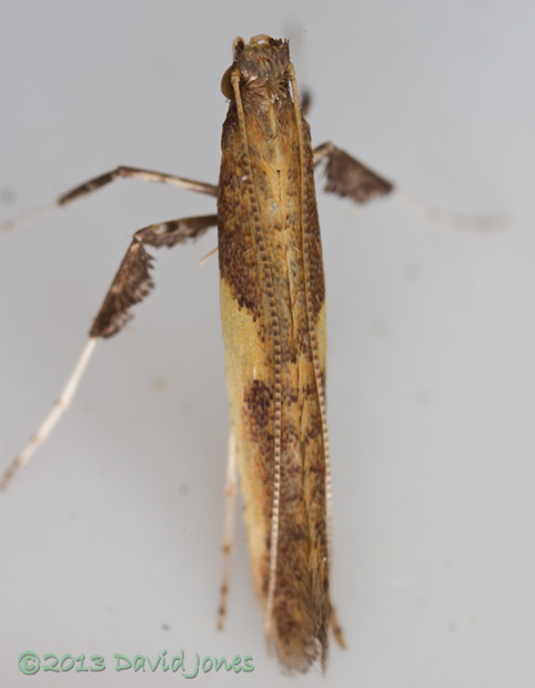 Micromoth (Caloptilia sp.) - dorsal view, 27 June 2013