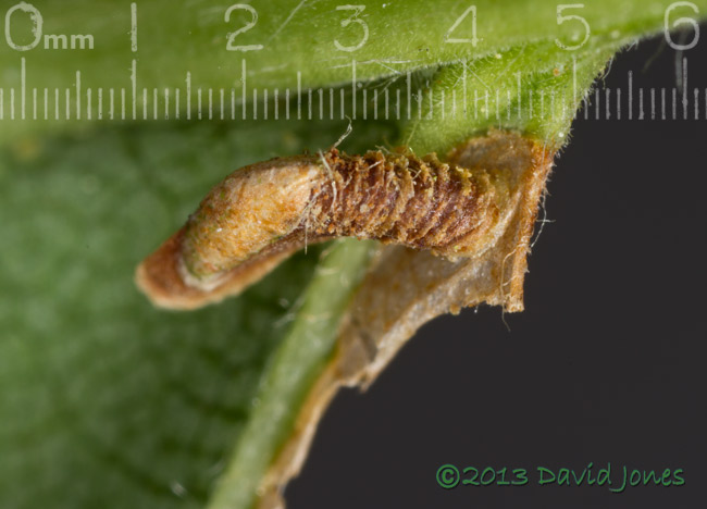 Birch leaf with first stage larval case of Coleophora serratella - close-up 1, 29 June 2013