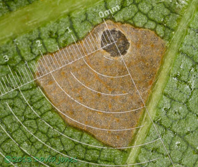 Birch leaf with first stage larval case of Coleophora serratella - area eaten on leaf - 1, 29 June 2013