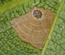 Birch leaf with first stage larval case of Coleophora serratella - area eaten on leaf, 29 June 2013