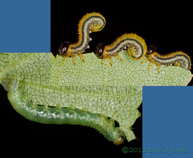 Larvae of two sawfly species on Birch leaves, 30 June 2013
