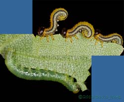 Larvae of two sawfly species on Birch leaves, 30 June 2013