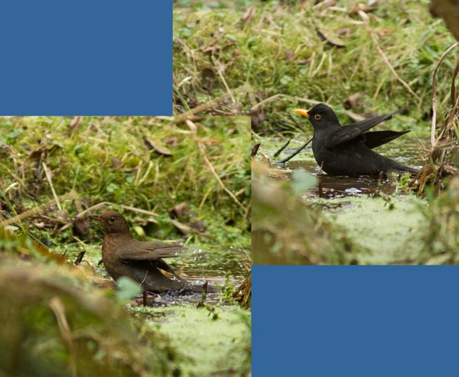 Blackbirds bathing in pond, 4 March 2013