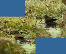 Blackbirds bathe in pond, 4 March 2013