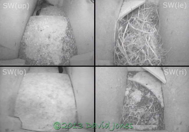 Swift nest boxes (cctv image), 1 May 2013