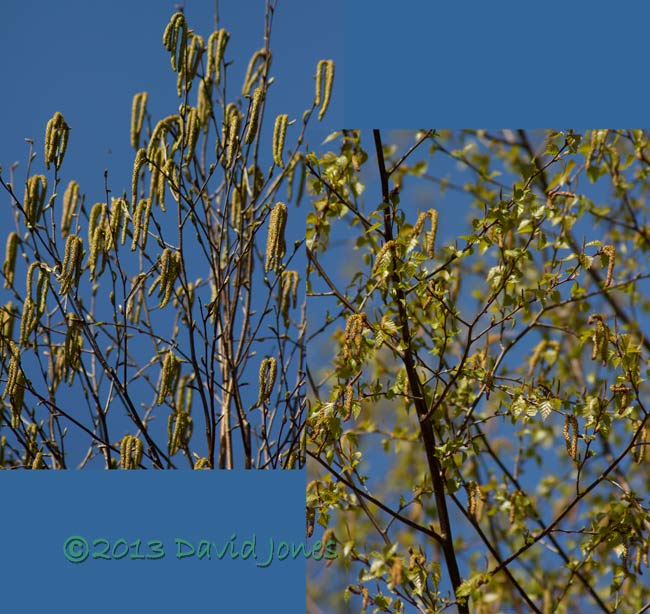 Birch trees (Himalayan - left; Native - left) today, 2 May 2013