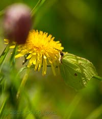 Brimstone butterfly feeds at Dandelion flower, 2 May 2013
