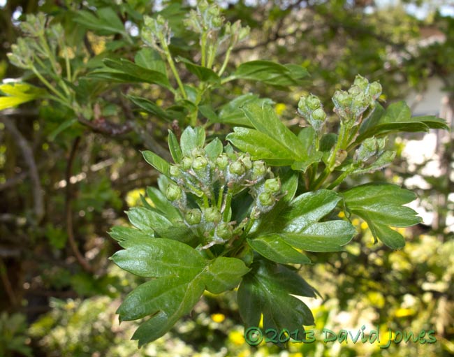 Flower buds on Hawthorn, 2 May 2013