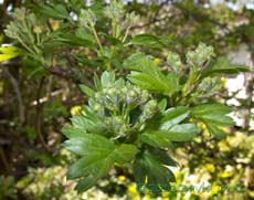 Flower buds on Hawthorn, 2 May 2013