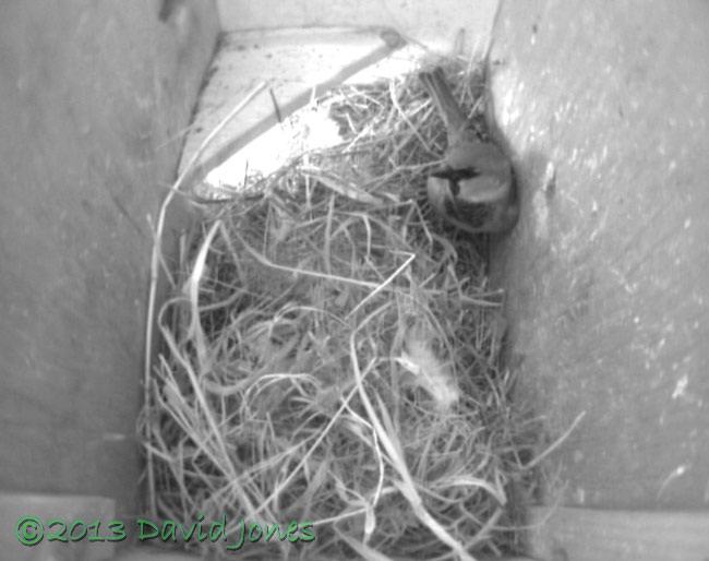 Male Sparrow in SW(le), 2 May 2013