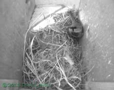 Male Sparrow in SW(le), 2 May 2013