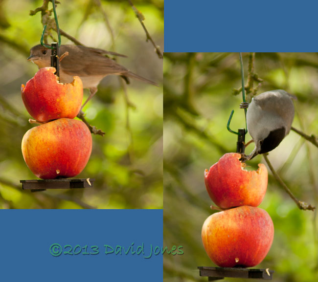 Blackcaps at apple, 3 May 2013