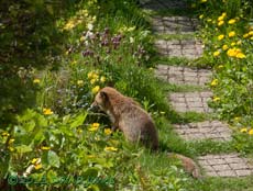 A fox visits in the afternoon, 3 May 2013