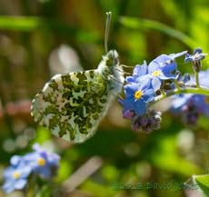 Orange-tip butterfly (male) feeds at Forget-me-not, 3 May 2013