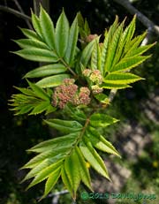 Rowan - new leaves and flower buds, 3 May 2013