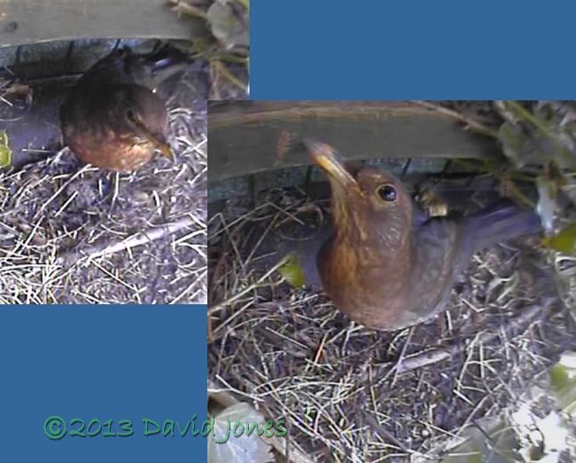 Female Blackbird inspects monitored site at 9.56am, 4 May 2013