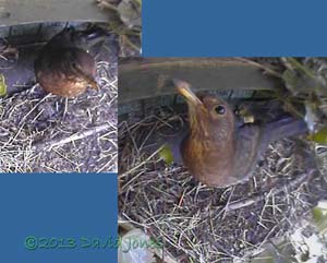 Female Blackbird inspects monitored site at 9.56am, 4 May 2013