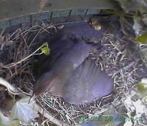 Female Blackbird shuffles at monitored site at 9.56am, 4 May 2013