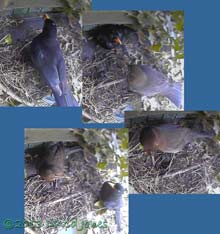 Blackbird pair at monitored site, 10.09am 4 May 2013
