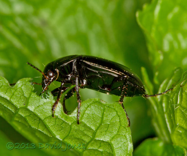 Leaf beetle feeds on Garlic Mustard leaf, 5 May 2013