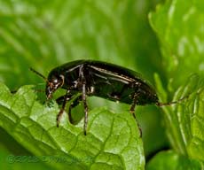Leaf beetle feeds on Garlic Mustard leaf, 5 May 2013