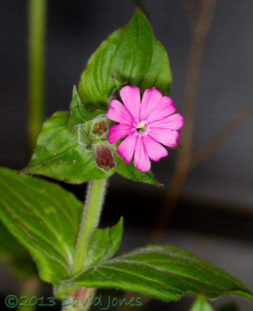 First Red Campion to flower, 5 May 2013