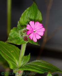 First Red Campion to flower, 5 May 2013