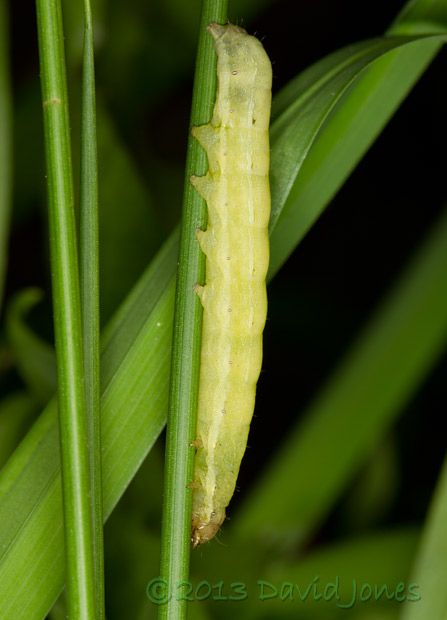 Caterpillar (unidentified) on Rush stem, 5 May 2013