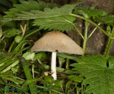 Fungus (unidentified), 5 May 2013