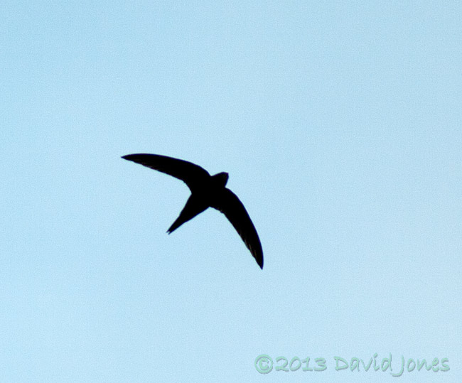 The first Swifts appear overhead, 5 May 2013