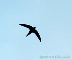 The first Swifts appear overhead, 5 May 2013