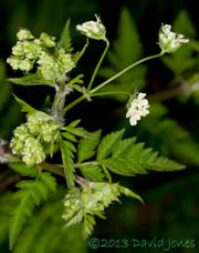 Hedge Parsley comes into flower, 6 May 2013