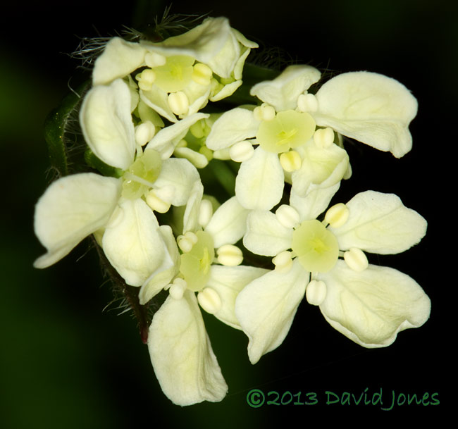 Hedge Parsley close-up of flowers, 6 May 2013