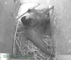 Male Sparrow confronts Swift in SW(le), 7 May 2013