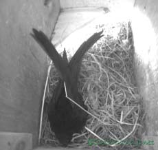 Swiift returns to SW(le) with straw, 7 May 2013