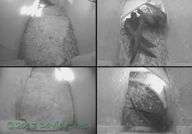 Second Swift arrives in SW(le), 9 May 2013