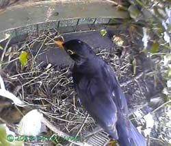 Male Blackbird (White Spot) inspects monitored site, 10 May 2013