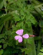 The first Herb Robert comes into flower, 11 May 2013
