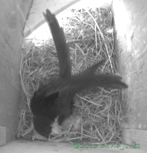 Swift brings downy feathers(?) into SW(le), 11 May 2013