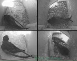 Swifts in all four camera boxes this morning, 24 June 2013