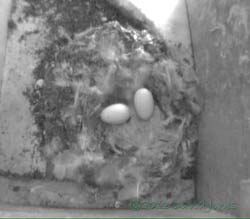 Eggs in SW(ri) - due to hatch this week, 24 Junes 2013