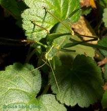 Speckled Bush Cricket (female), 18 October 2013