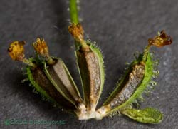Unidentified alien plant -  seeds (2), 18 October 2013