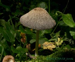 Fungus (unidentified - poss. Coprinus sp.) - 1, 19 October 2013