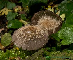 Fungus (unidentified - poss. Coprinus sp.) with upturned gills - 2, 19 October 2013