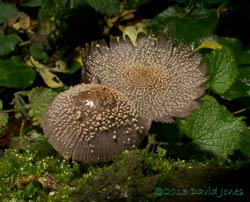 Fungus (unidentified - poss. Coprinus sp.) with upturned gills - 1, 19 October 2013